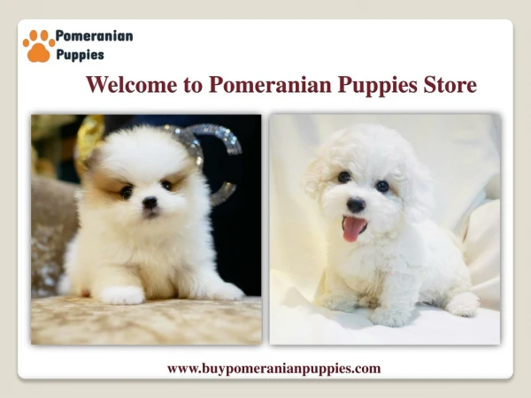 Welcome to Pomeranian Puppies Store