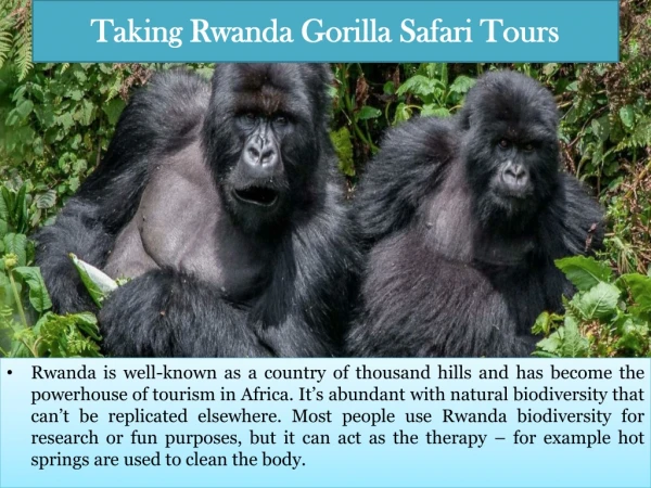 Taking Rwanda Gorilla Safari Tours