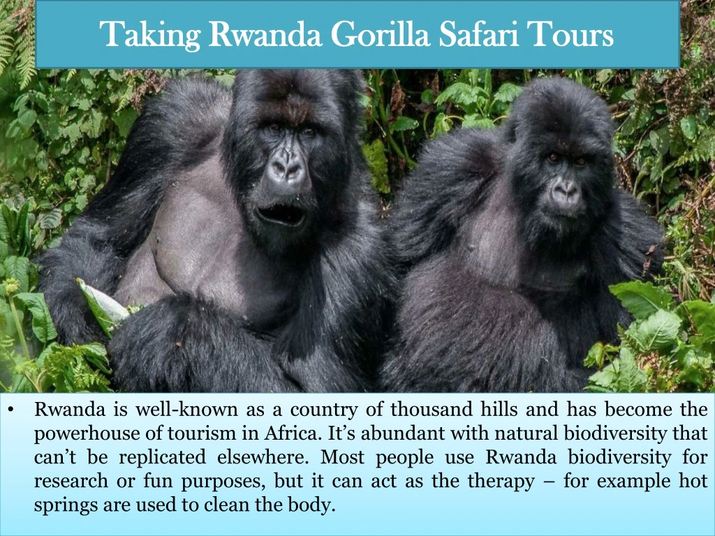 taking rwanda gorilla safari tours