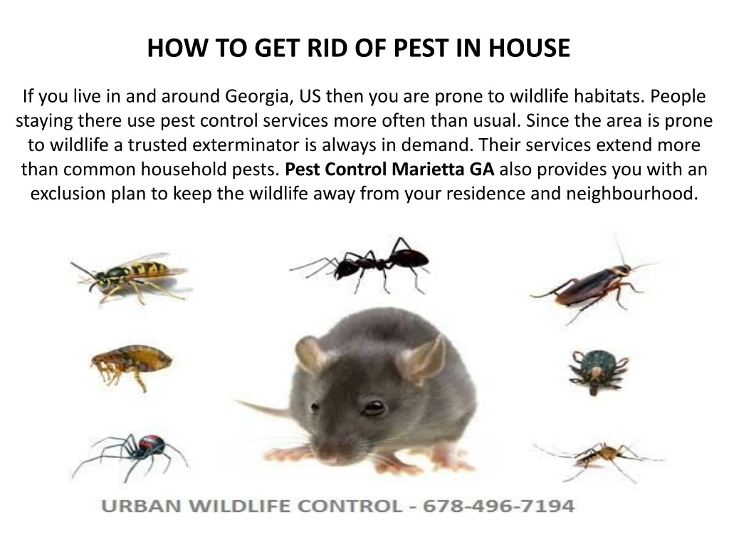 how to get rid of pest in house