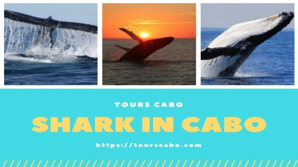 Shark dive with Tours Cabo