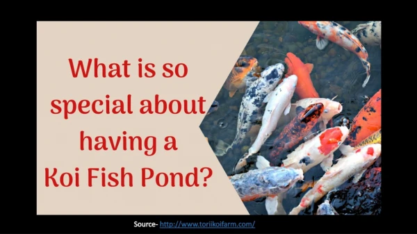 What so special about having a koi fish pond?