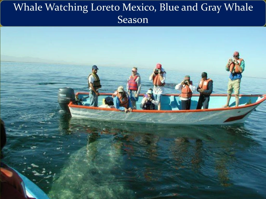whale watching loreto mexico blue and gray whale