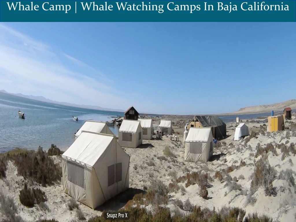 whale camp whale watching camps in baja california