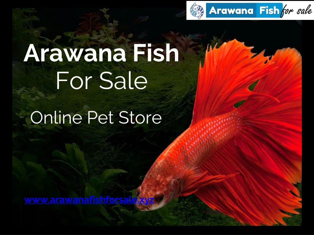 arawana fish for sale