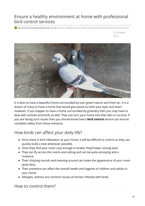 Bird Control Ipswich