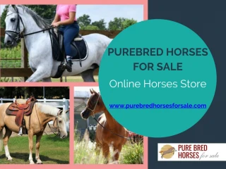 Pure Breed Horses For Sale | Buy Horses At Attractive Prices