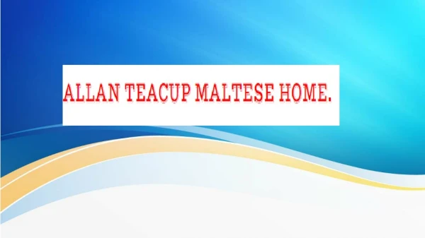 Buy Maltese Dog for Sale