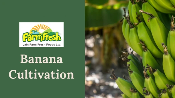 Banana Cultivation - JainFarmFresh Foods Limited