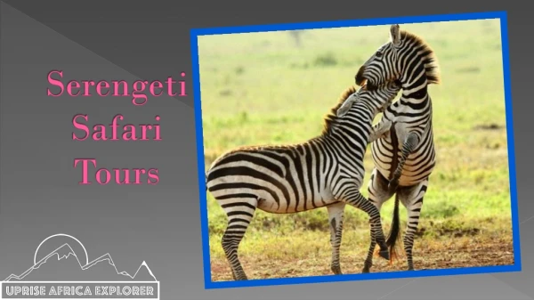 Serengeti Safari Tours