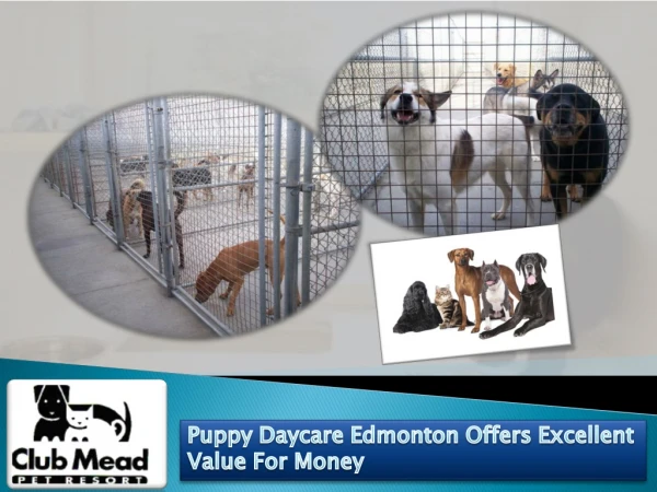 Puppy Daycare Edmonton Offers Excellent Value For Money