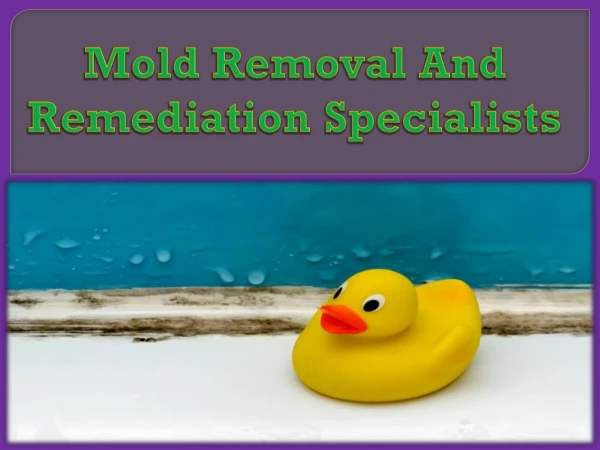 Mold Removal And Remediation Specialists