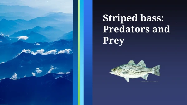 Striped bass : Predators and Prey