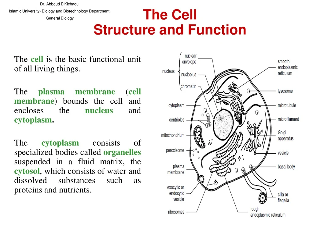 dr abboud elkichaoui islamic university biology