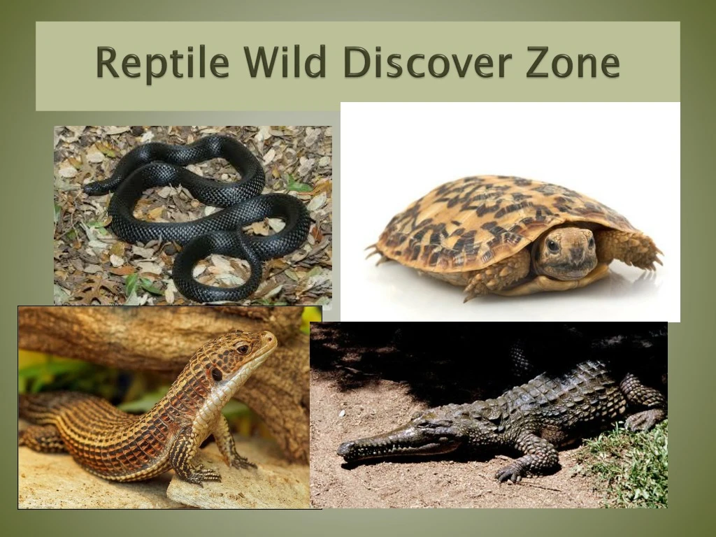 reptile wild discover zone