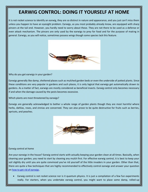 EARWIG CONTROL: DOING IT YOURSELF AT HOME