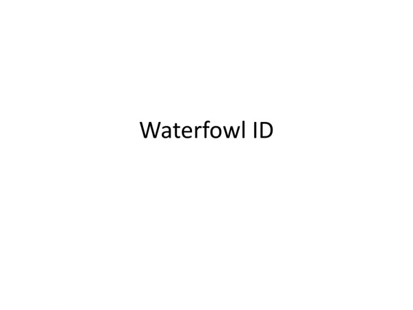 Waterfowl ID