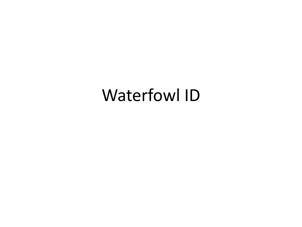 waterfowl id