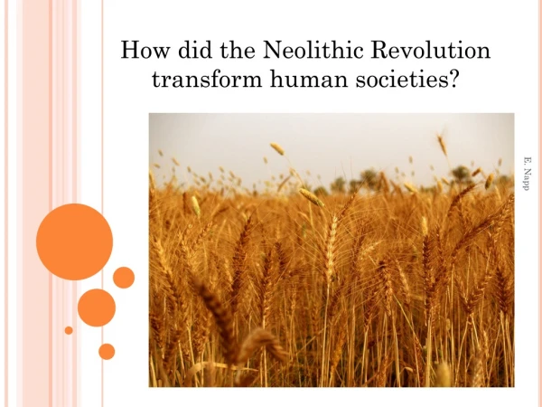 How did the Neolithic Revolution transform human societies?
