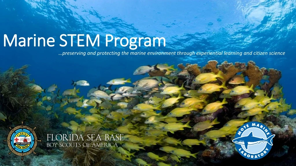 marine stem program