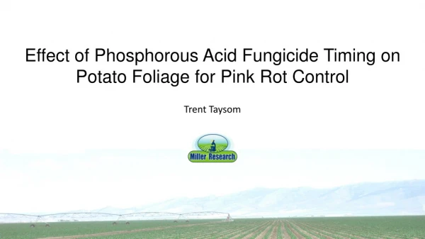 Effect of Phosphorous Acid Fungicide Timing on Potato Foliage for Pink Rot Control