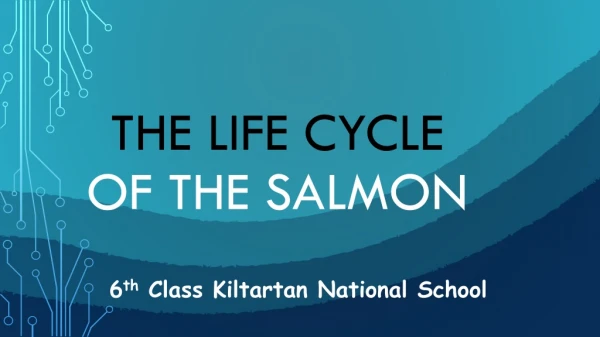 The life cycle of the salmon