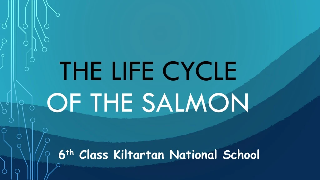 the life cycle of the salmon