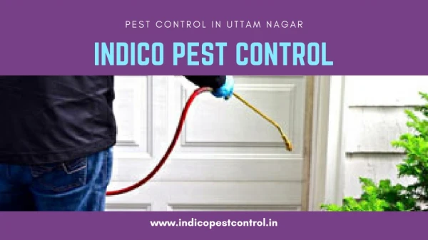 Affordable Pest Control in Delhi