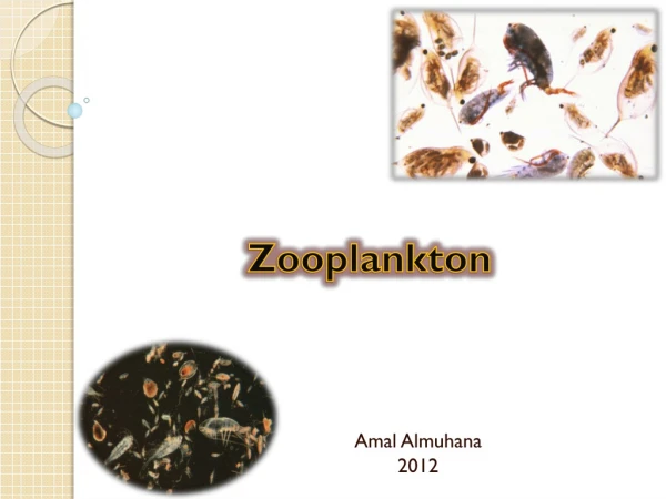 Zooplankton