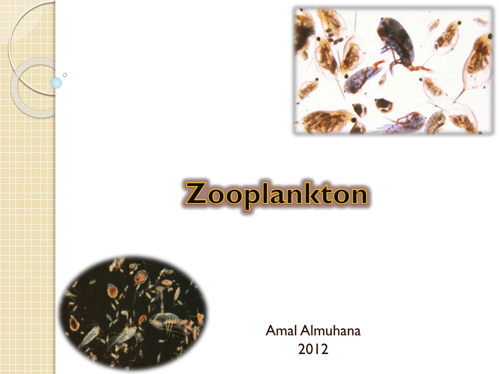 zooplankton