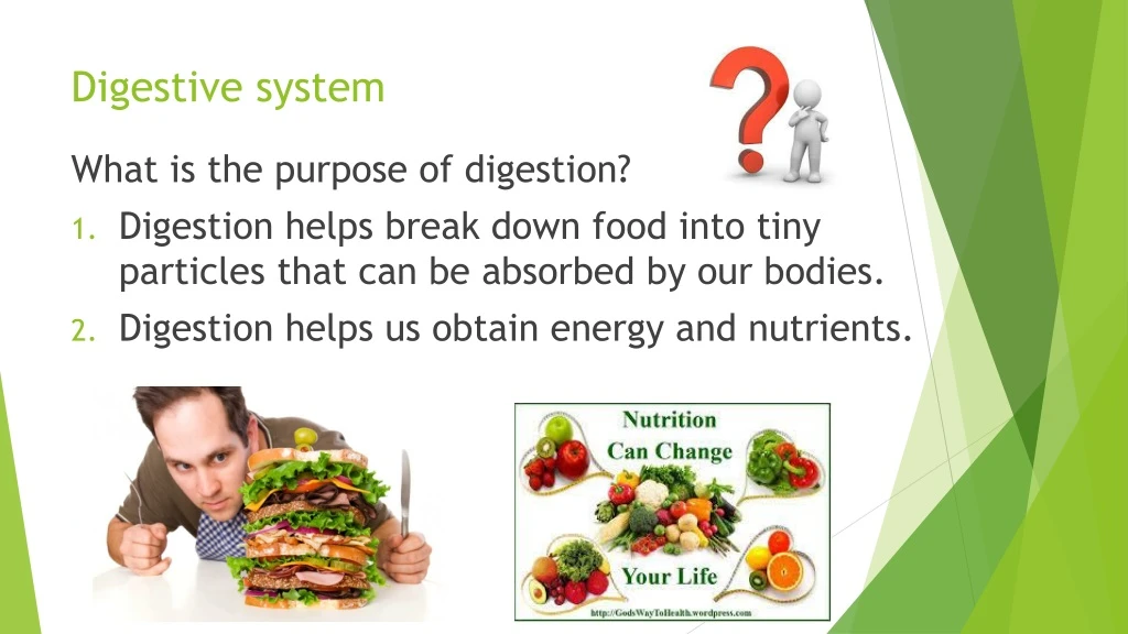 digestive system