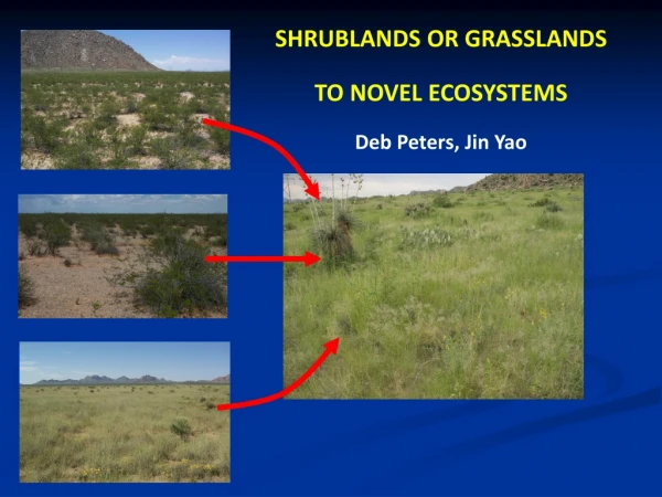 SHRUBLANDS OR GRASSLANDS TO NOVEL ECOSYSTEMS Deb Peters, Jin Yao
