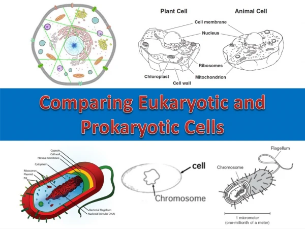 Comparing Eukaryotic and Prokaryotic Cells