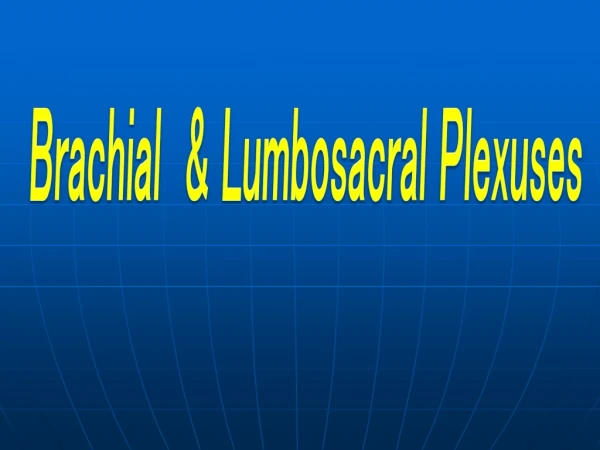 Brachial &amp; Lumbosacral Plexuses