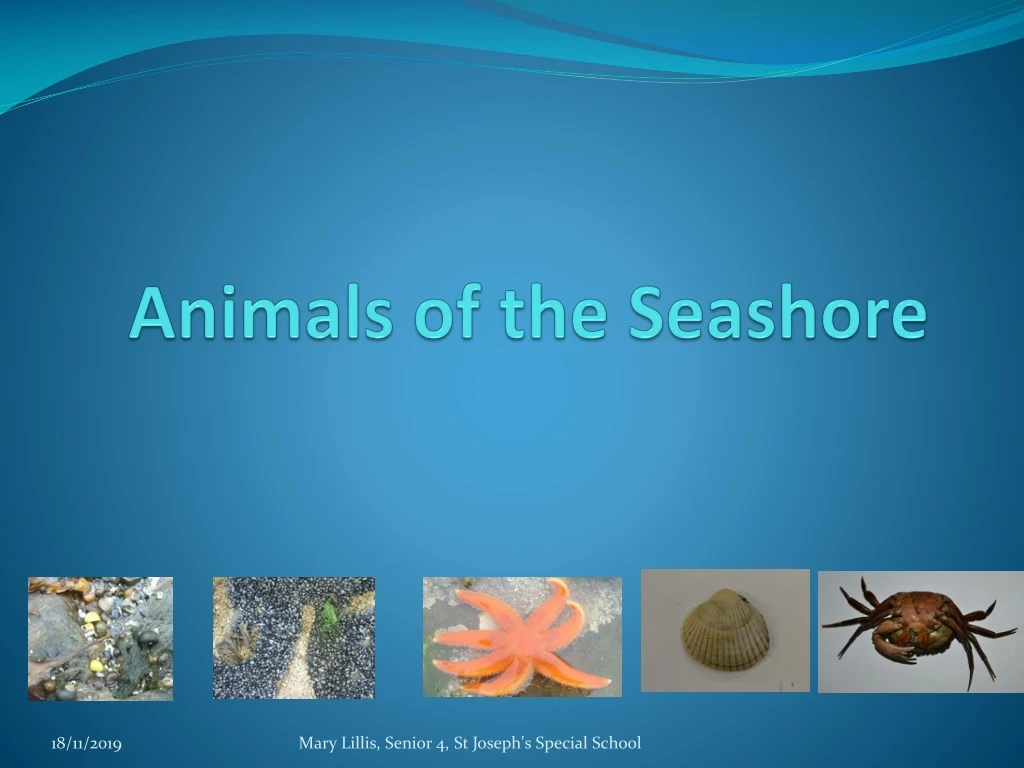 animals of the seashore