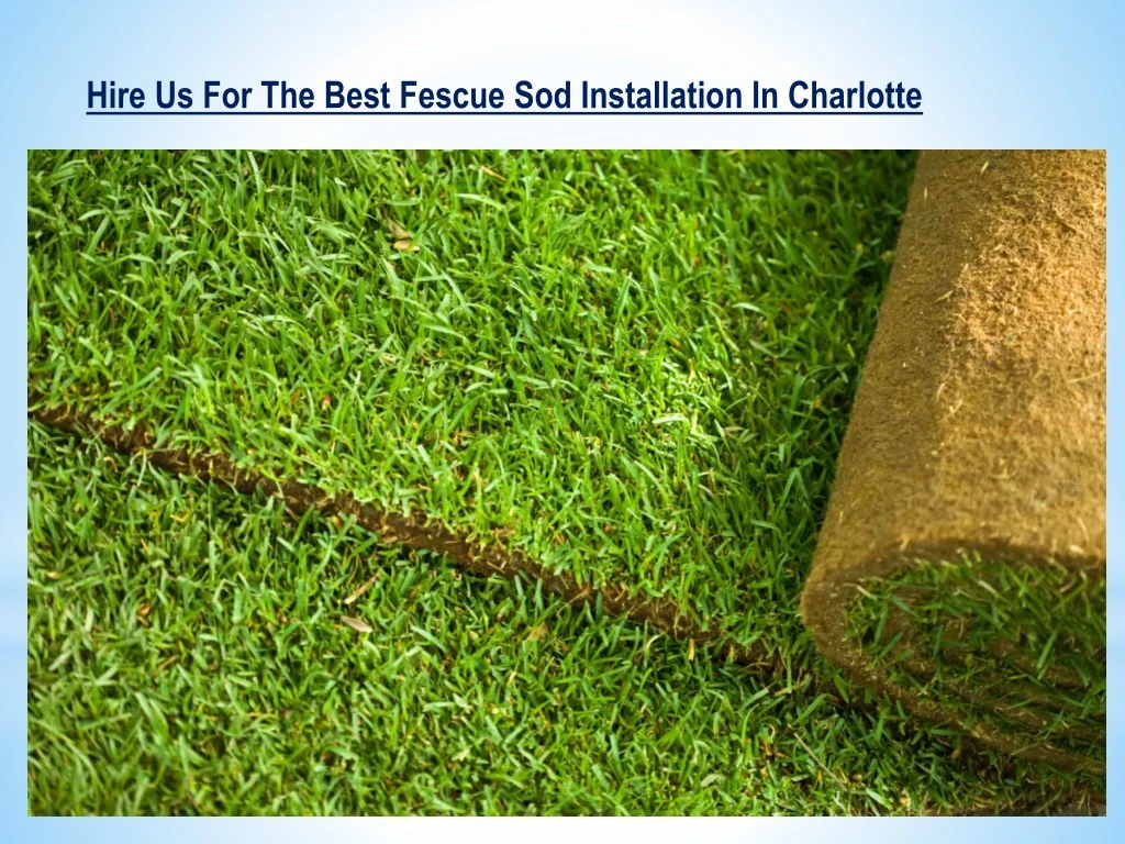 hire us for the best fescue sod installation