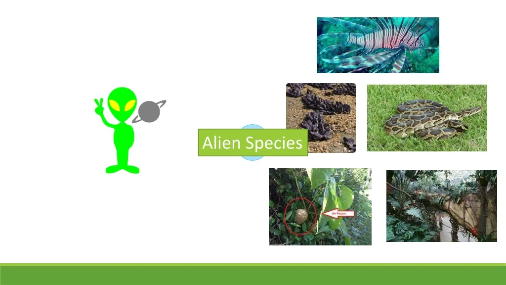 alien species