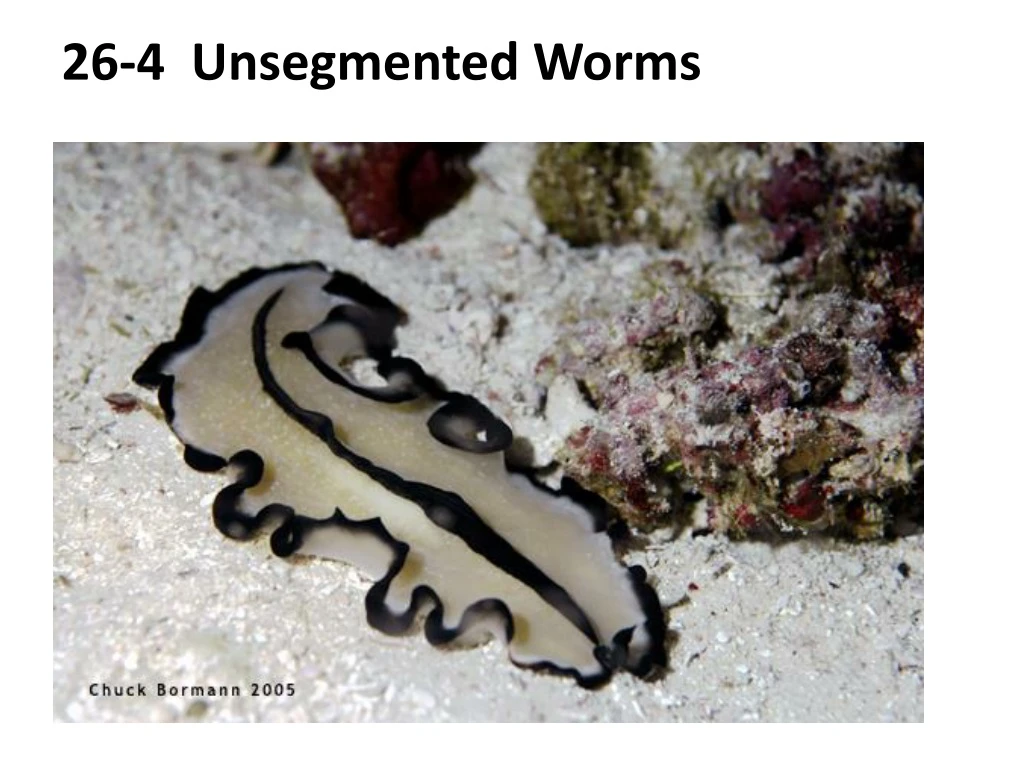 26 4 unsegmented worms