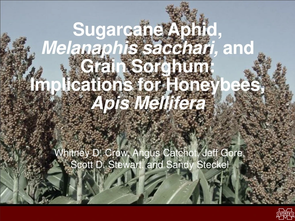 sugarcane aphid melanaphis sacchari and grain sorghum implications for honeybees apis mellifera