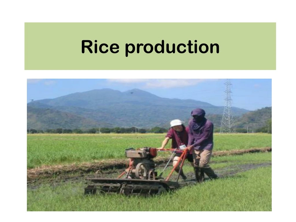 rice production