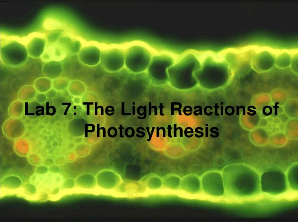 Lab 7: The Light Reactions of Photosynthesis
