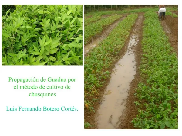 Propagaci n de Guadua por el m todo de cultivo de chusquines Luis Fernando Botero Cort s.