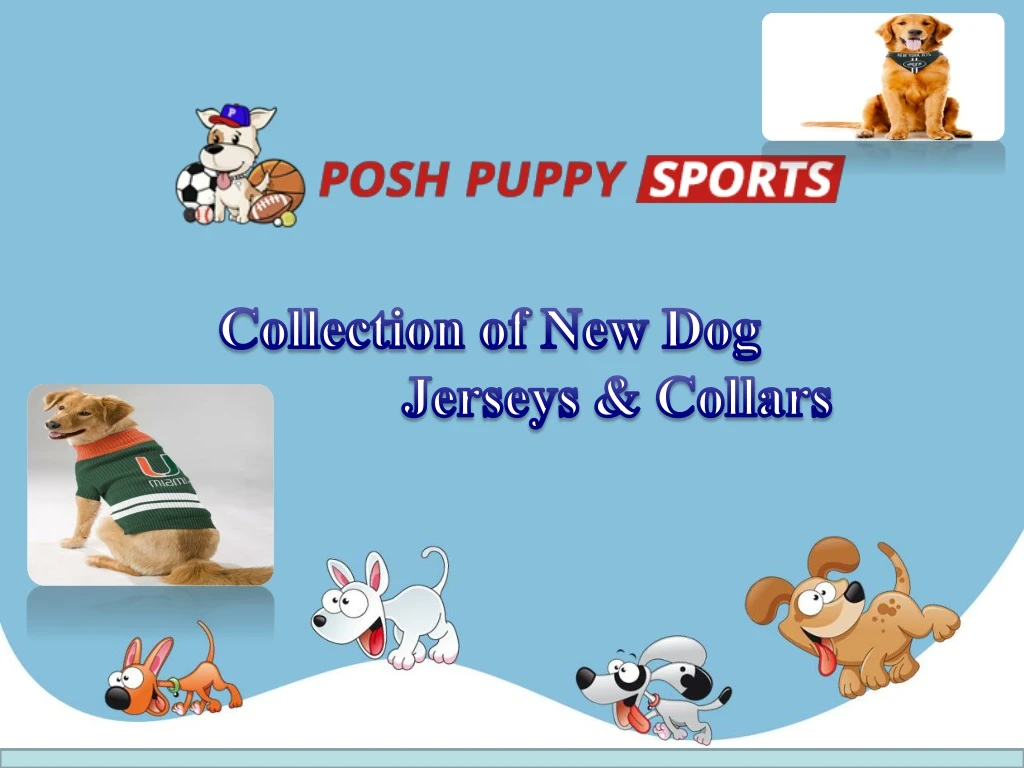collection of new dog jerseys collars