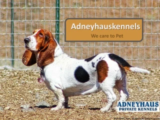 Pet Services - slide 1