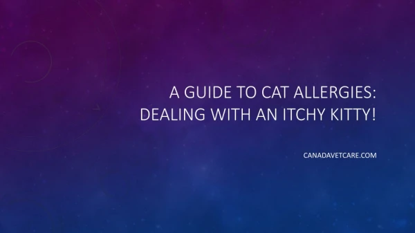 A Guide to Cat Allergies: Dealing with an Itchy Kitty!