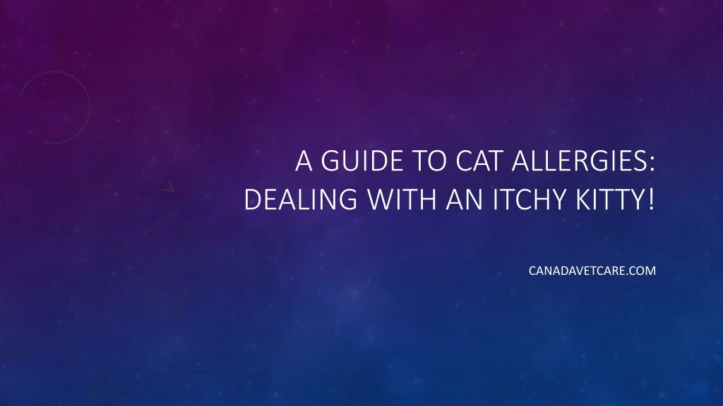 a guide to cat allergies dealing with an itchy kitty