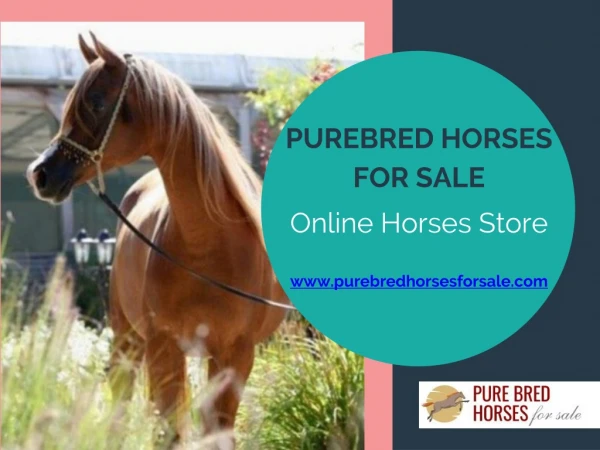 Buy Best Breed Horse Online Of Your Choice At Our Online Store