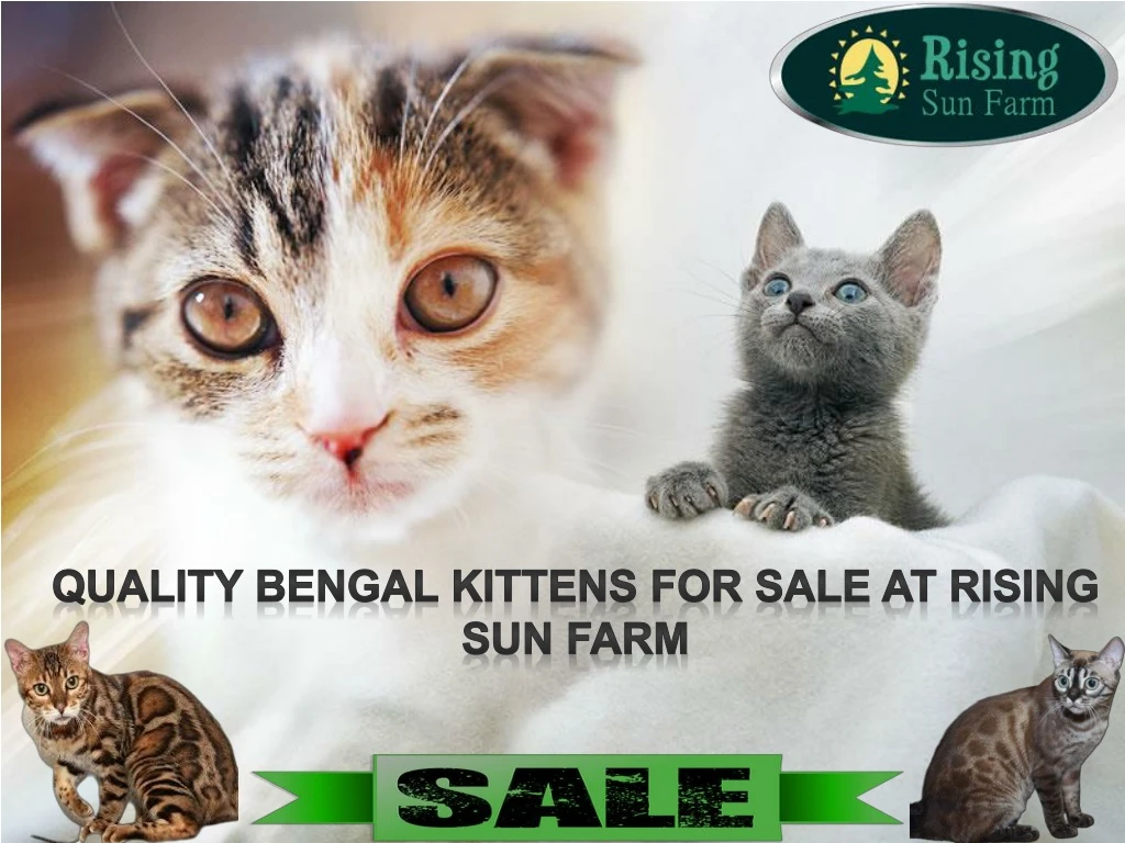 quality bengal kittens for sale at rising sun farm