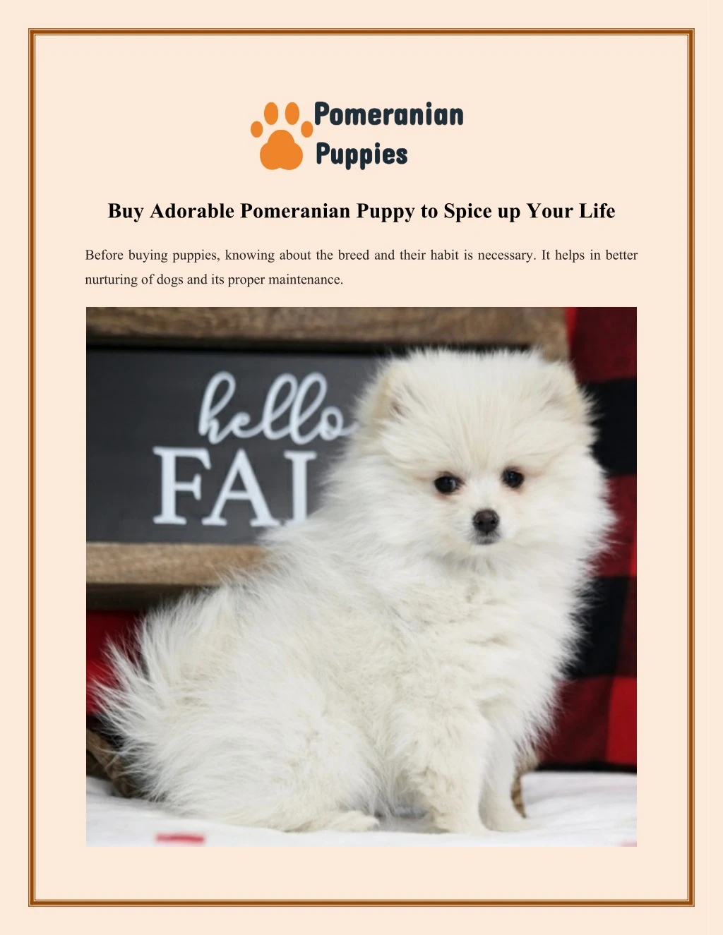 buy adorable pomeranian puppy to spice up your