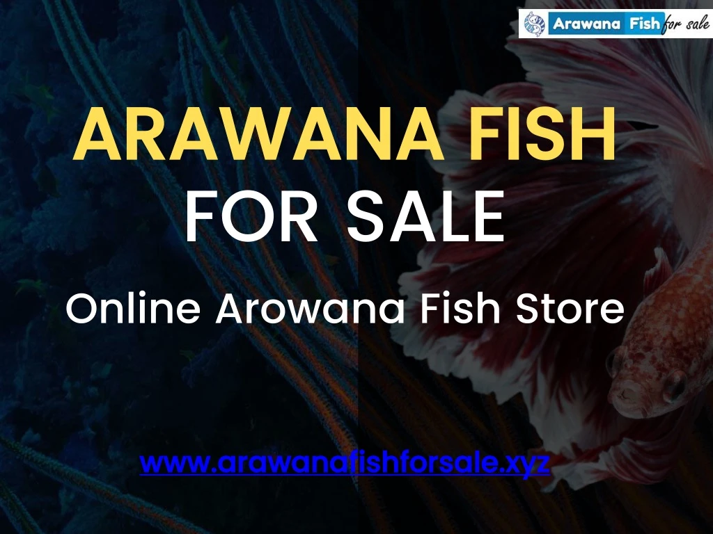 arawana fish for sale